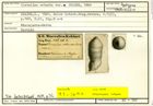 Karteikarte zum Syntyp von Clavulina robusta α Stache, 1864